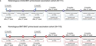 Comparison of humoral and cellular immune responses between ChAd-BNT heterologous vaccination and BNT-BNT homologous vaccination following the third BNT dose: A prospective cohort study